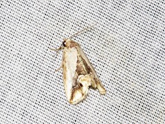 Lithacodia caffristis