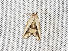 Lithacodia caffristis