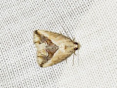 Lithacodia caffristis