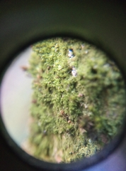 Zygodon viridissimus