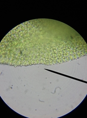 Zygodon viridissimus