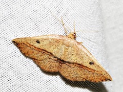 Pareclipsis punctata