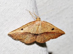 Pareclipsis punctata