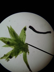 Zygodon viridissimus