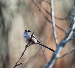 Aegithalos caudatus