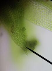 Zygodon viridissimus