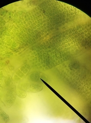 Zygodon viridissimus