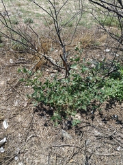 Atriplex micrantha