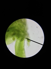 Zygodon viridissimus