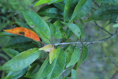 Calycolpus moritzianus