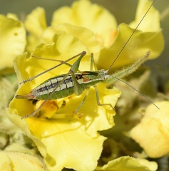 Poecilimon macedonicus