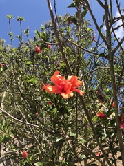 Hibiscus rosa-sinensis