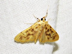 Archernis flavidalis