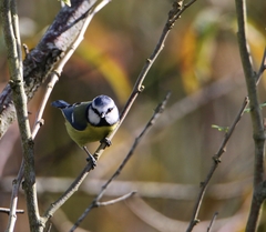 Cyanistes caeruleus