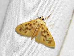 Archernis flavidalis