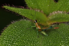 Chloropseustes