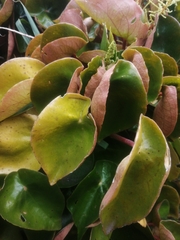 Peperomia peltigera