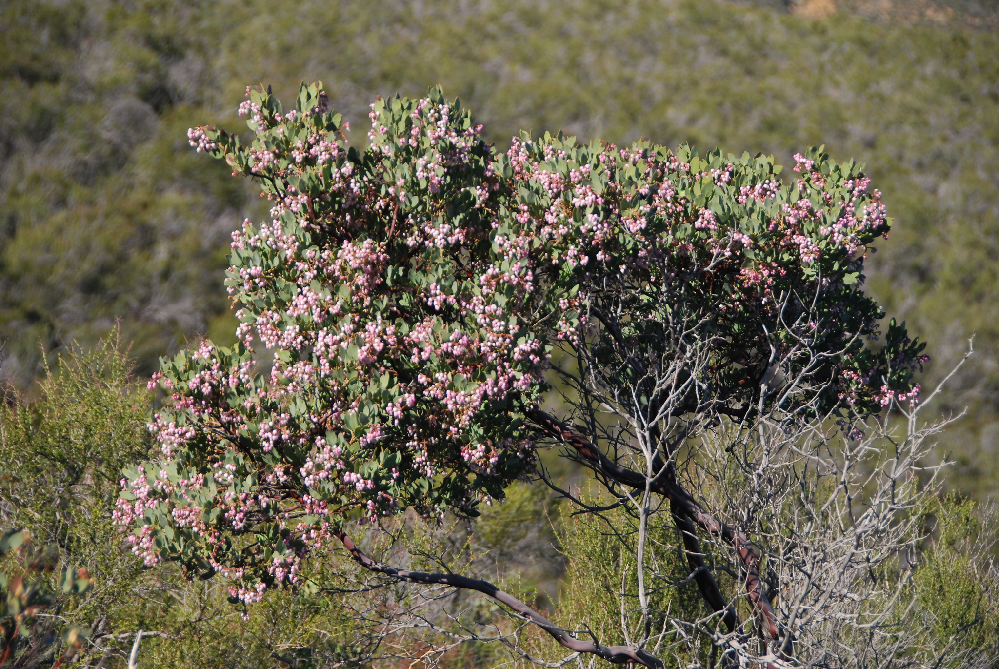 Arctostaphylos bolensis