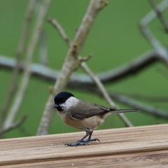 Poecile palustris