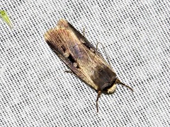 Effractilis effracta