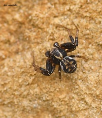 Xysticus thessalicoides