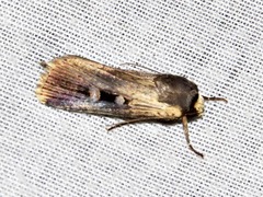 Effractilis effracta