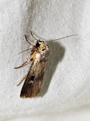 Effractilis effracta