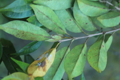 Calycolpus moritzianus