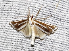 Ancylolomia prepiella