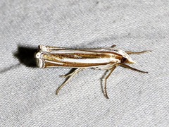 Ancylolomia prepiella