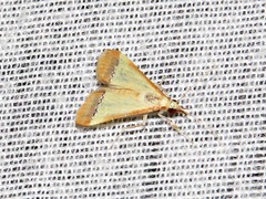 Pseudonoorda rubricostalis