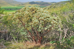 Arctostaphylos incognita