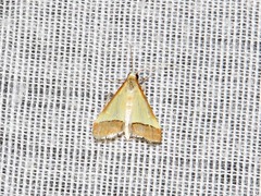 Pseudonoorda rubricostalis