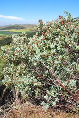 Arctostaphylos incognita