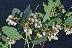 Arctostaphylos incognita