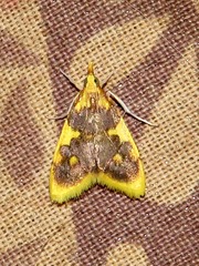 Sameodesma xanthocraspia