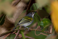 Poecilotriccus sylvia