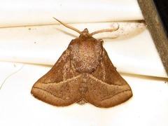 Omocenoides isophanes