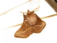 Omocenoides isophanes