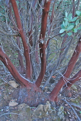 Arctostaphylos incognita