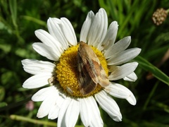 Heliothis adaucta