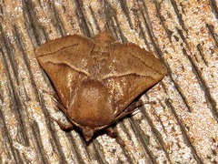 Omocenoides isophanes