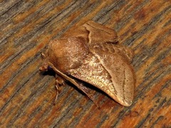 Omocenoides isophanes