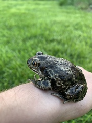 Pelobates fuscus