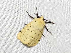 Eyralpenus testaceus