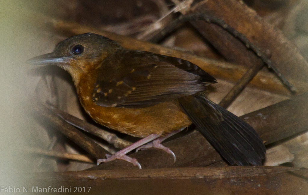 Rufous-faced Antbird (Myrmelastes rufifacies) photo