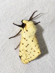 Eyralpenus testaceus