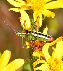 Poecilimon macedonicus