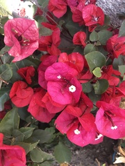 Bougainvillea glabra