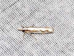 Crambus attis